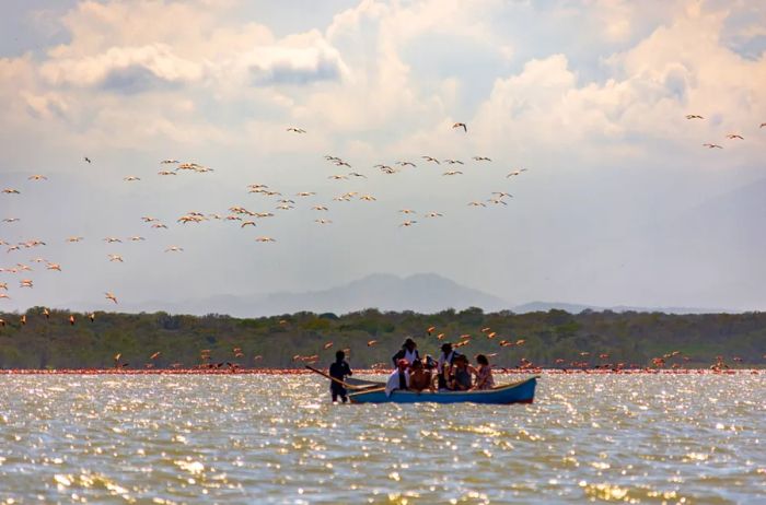 A boat filled with tourists enjoying the sight of flamingos flying around them