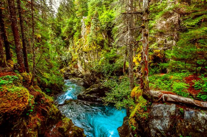 For a leisurely outing, trek along the Winner Creek Gorge Trail for a light hike.