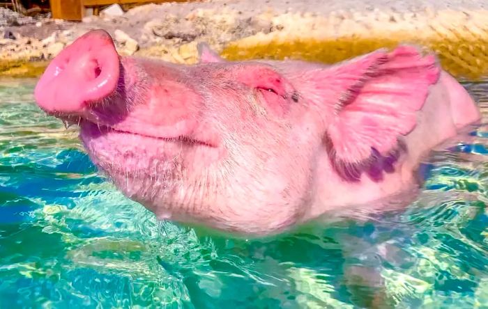 Swimming Pigs of the Bahamas