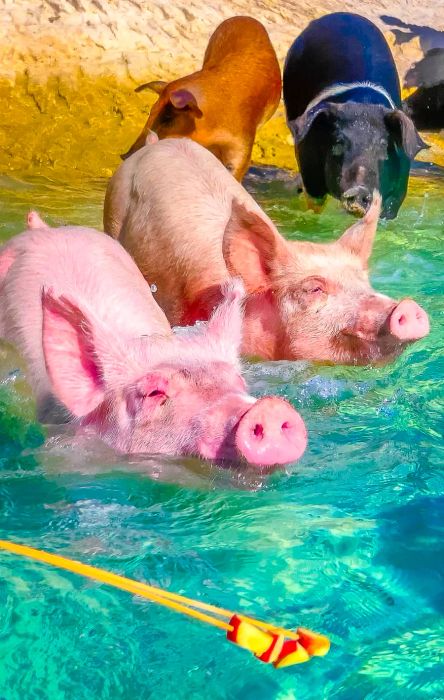 Swimming Pigs of the Bahamas