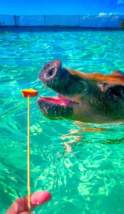 Swimming Pigs of the Bahamas