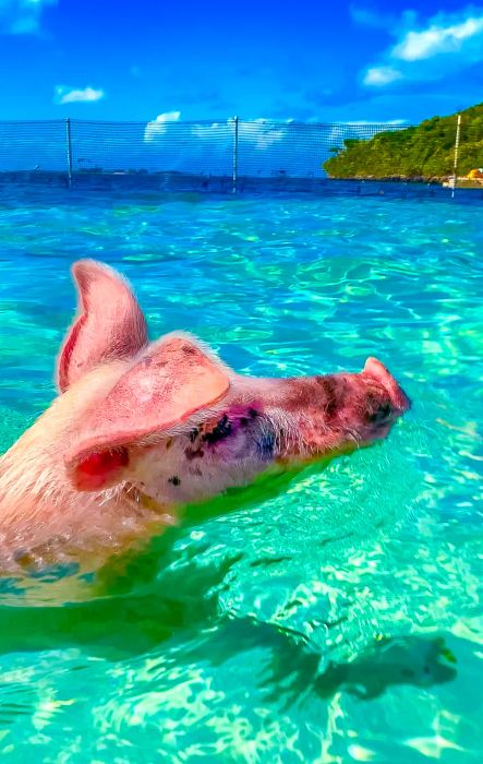 Swimming Pigs of the Bahamas