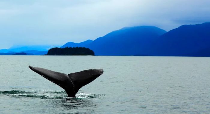 Experience Alaska's Wildlife on a Cruise with Dinogo