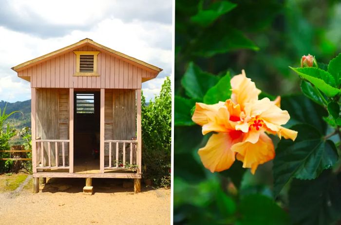 A rustic wooden hut (left); a vibrant orange hibiscus flower