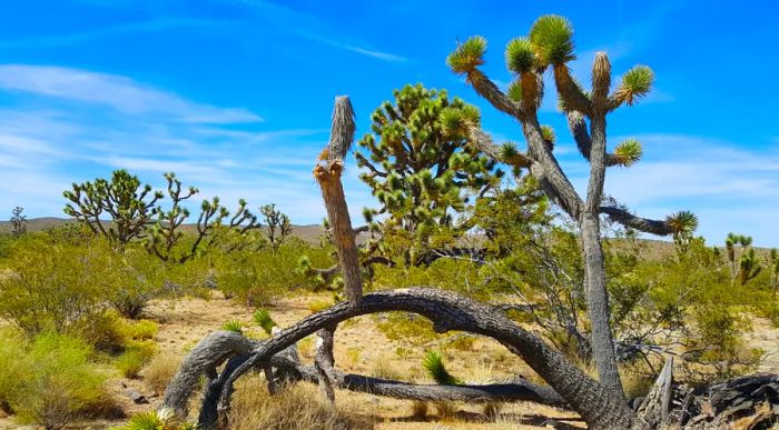 Joshua Tree National Park