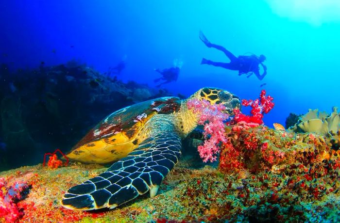 Top Snorkeling and Diving Experiences in the Caribbean