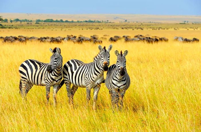 Zebra Encounters on South African Safari Shore Excursion