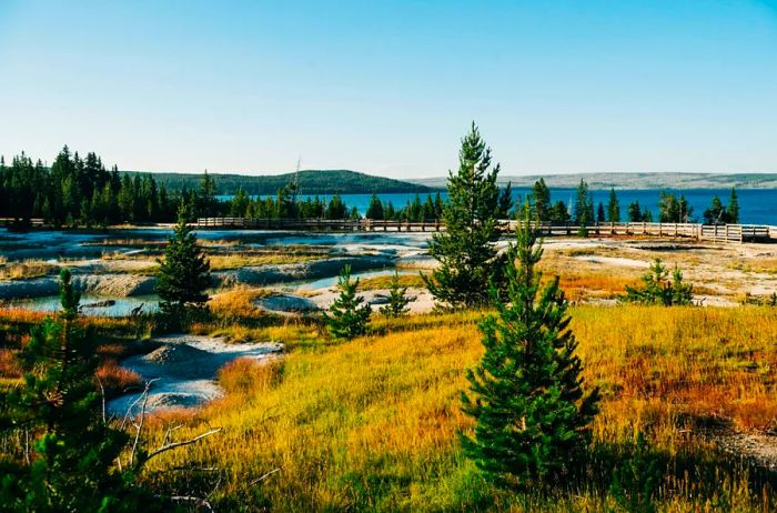 A collection of pine trees, natural hot springs, an elevated walkway, and a lake at Yellowstone National Park