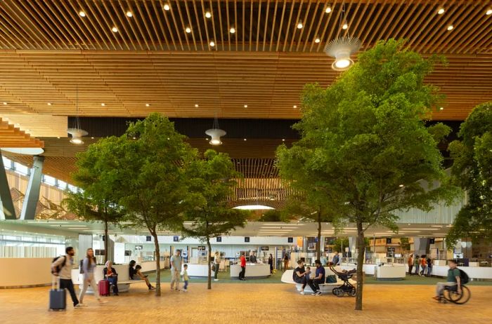 A cluster of vibrant green trees decorates the check-in area at Portland's new terminal, accompanied by a few visitors.