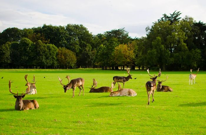 In Phoenix Park, a herd of deer grazes peacefully across the lush green fields of Dublin, Ireland.