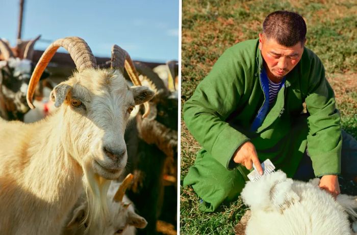 Left: A portrait of a white goat; Right: A herdsman gently combs cashmere from a goat.