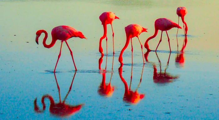 Bonaire is home to wild flamingos.