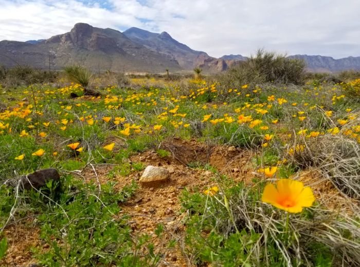 Mexican gold poppies blooming beneath the Franklin Mountains, Castner Range, El Paso, Texas