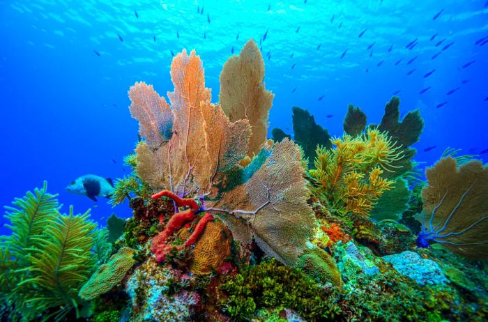 The coral reefs surrounding Bonaire are stunning.