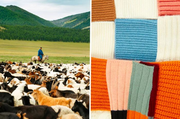 Left: a herdsman riding horseback, guiding goats; Right: a display of cashmere knitted products