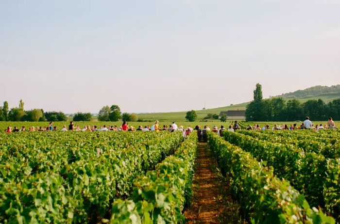 Diners enjoying a meal at an Outstanding in the Field table set amidst a vineyard in Burgundy, France.