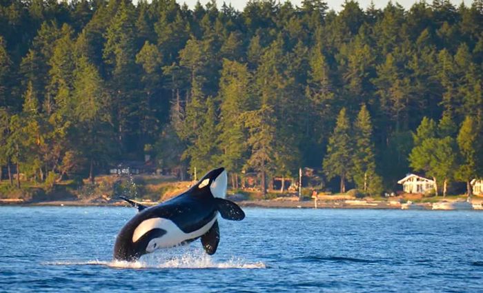 Orca Discovery excursion