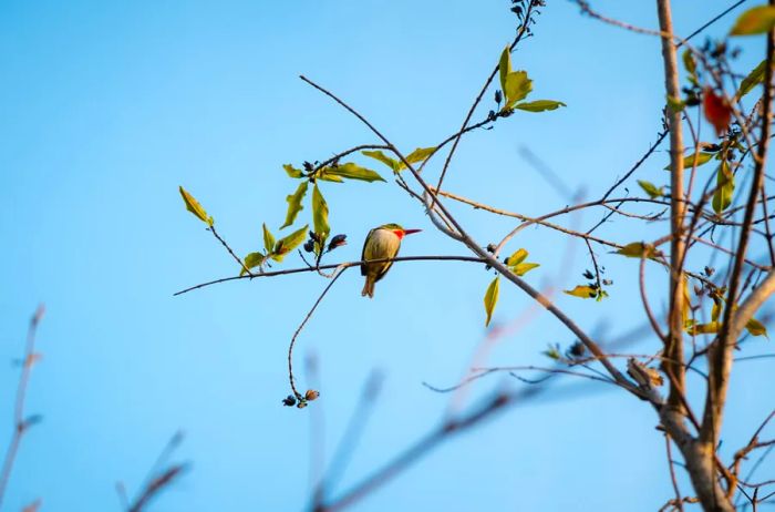 A San Pedrito bird perched in a tree