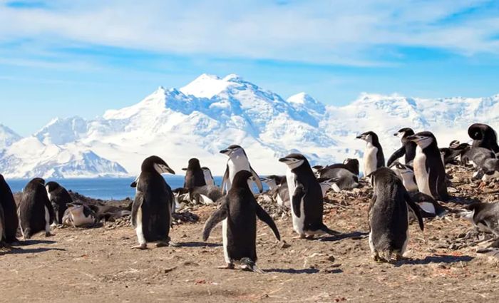 Deception Island, Antarctica