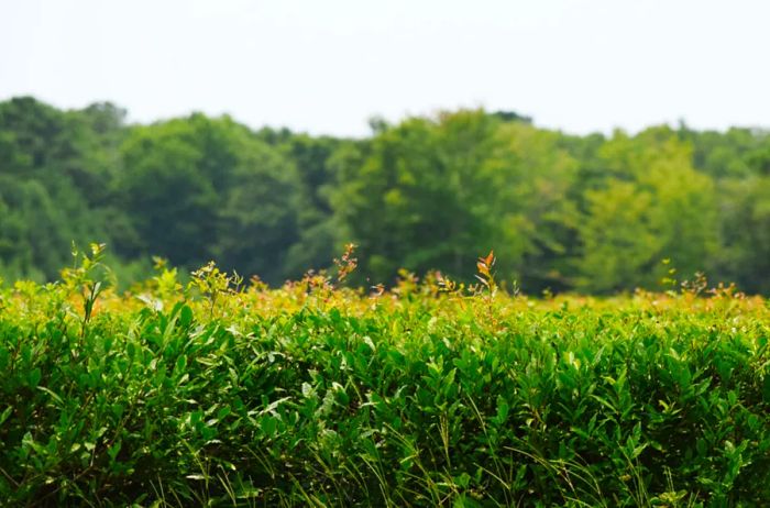 Tea Bushes at Charleston Tea Garden