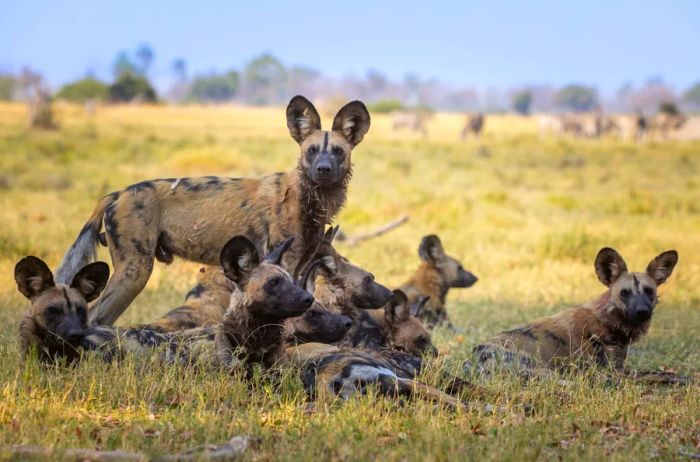 A pack of African wild dogs, tan with black spots, resting in a grassy field