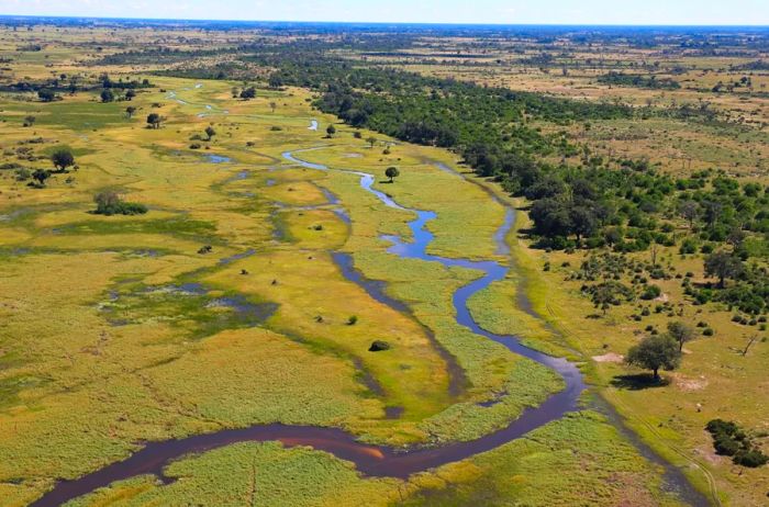 Aerial perspective of Moremi Game Reserve, showcasing the Okavango Delta’s winding waterways amidst grasslands and nearby trees