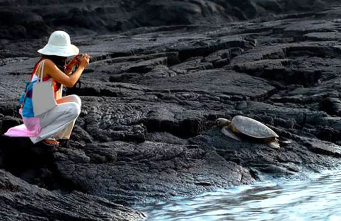 Capture images of sea turtles during your Hawaiian cruise