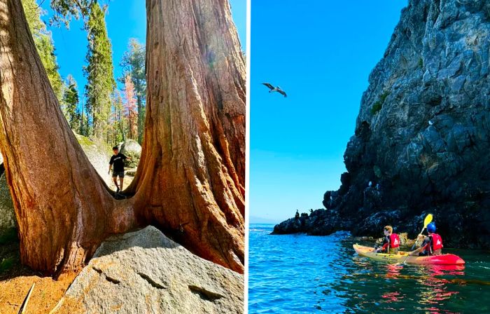 A teenage boy in Sequoia National Park among giant sequoias (left) and kayaking near a rocky island (right)