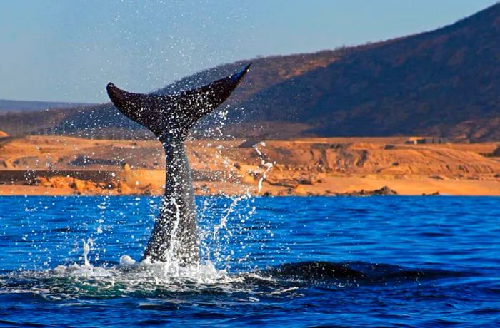 Whale in the Sea of Cortez, Cabo San Lucas