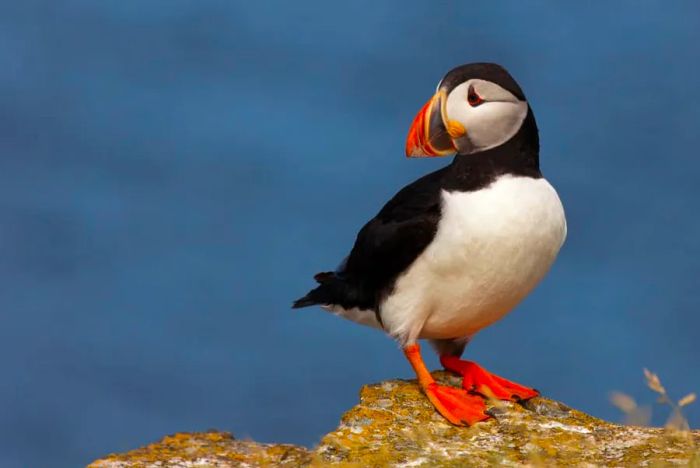 Puffin Bird in Canada