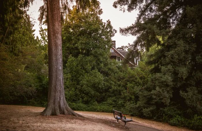 A bench adorned with trinkets and written messages sits on a hill in a park beside a tall tree, with a house visible in the distance.