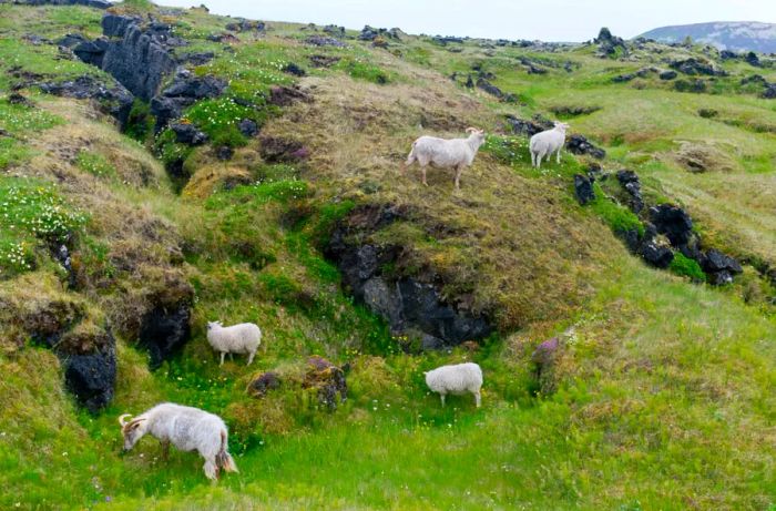 Sheep grazing in an ancient lava field covered in vegetation in Budir on the Snaefellsnes Peninsula in western Iceland. (Image by Wolfgang Kaehler/LightRocket via Getty Images)