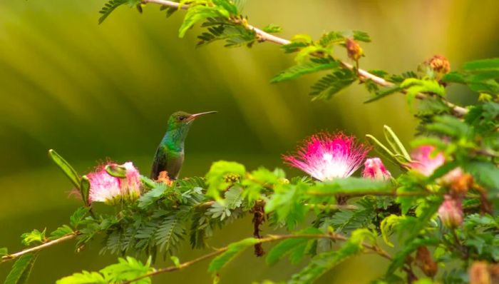 Green bird perched on a slender branch next to a pink flower