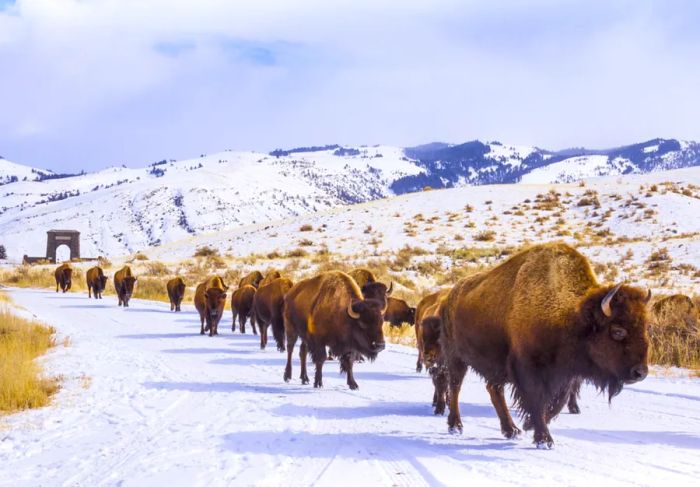 Avoid the herd mentality when planning your trip to Yellowstone.