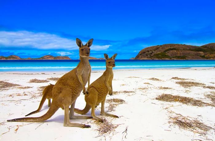 Explore Australia