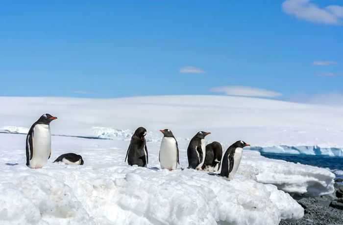 Explore Antarctica