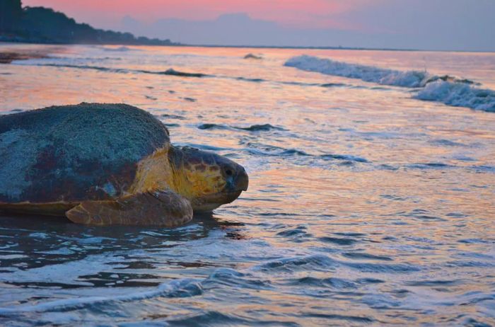 Adult Loggerhead turtles