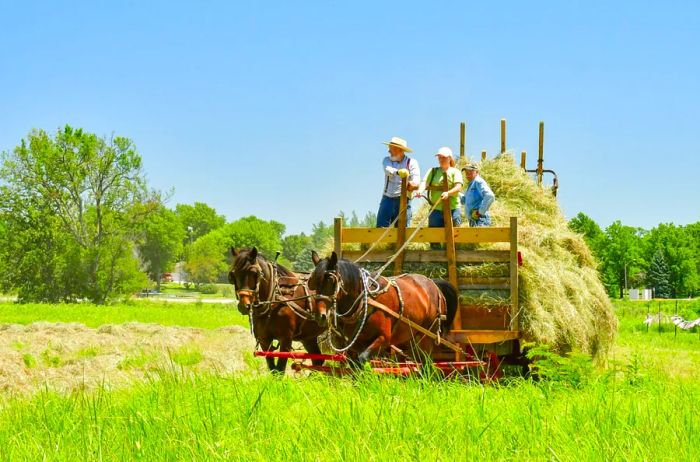 Two men and a woman seated in a farm wagon filled with hay, drawn by two brown horses.