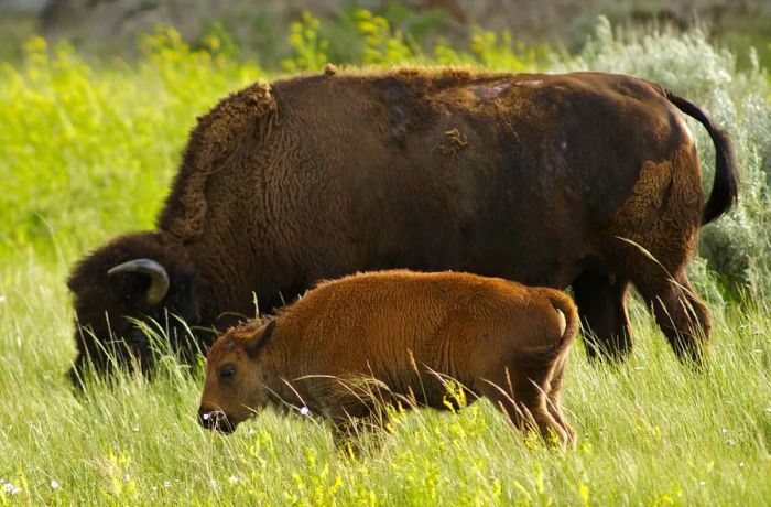 A young bison stands next to its mother in a field of tall grass.