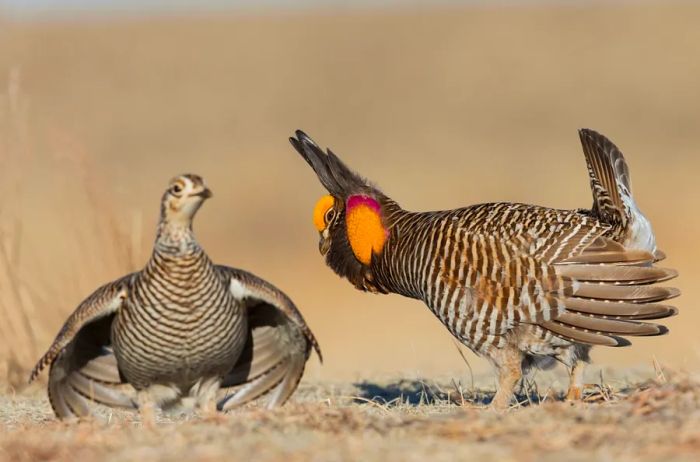 A male prairie-chicken showcasing its vibrant orange neck sac while performing a courtship dance to attract a female.