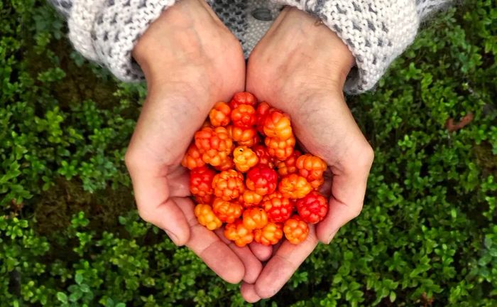 Two hands cradling vibrant orange cloudberries discovered during a foraging adventure in Finland.