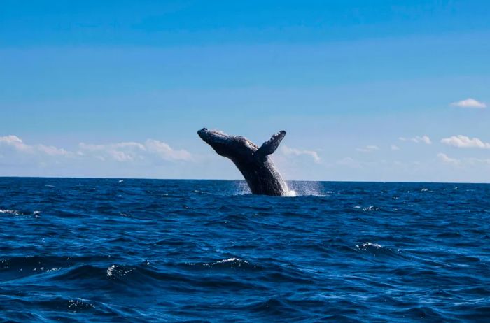 A whale leaping out of the ocean