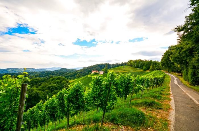 Vineyards along the picturesque South Styrian Wine Road in autumn, Austria