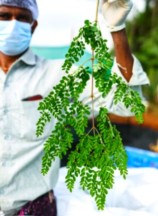 Spice harvester holding green leafy plant