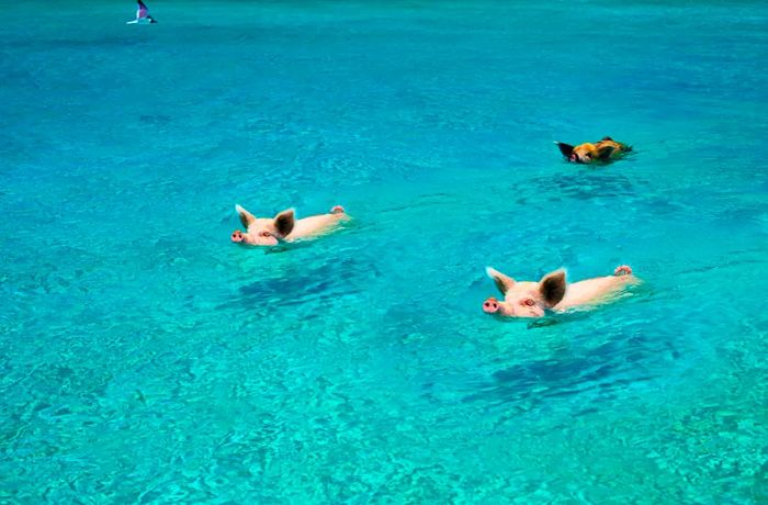 Family Adventures on Great Stirrup Cay