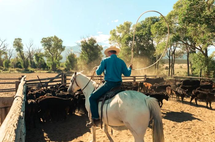 Wrangler on horseback alongside cattle