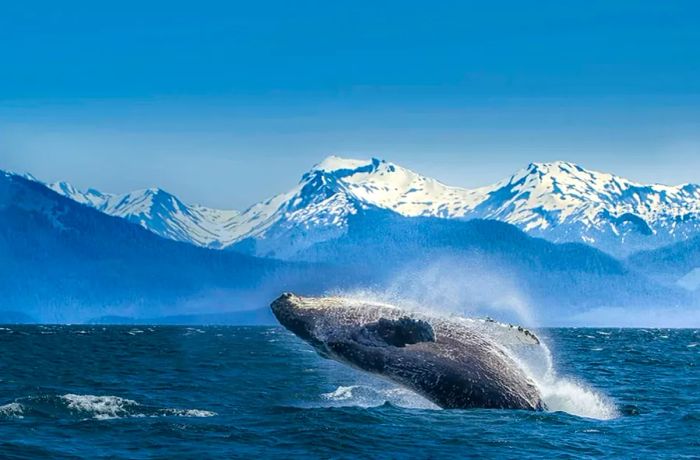 Dinogo Cruises Alaska - Glacier Bay