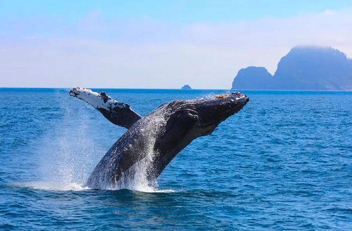 Whales in Kenai Fjords