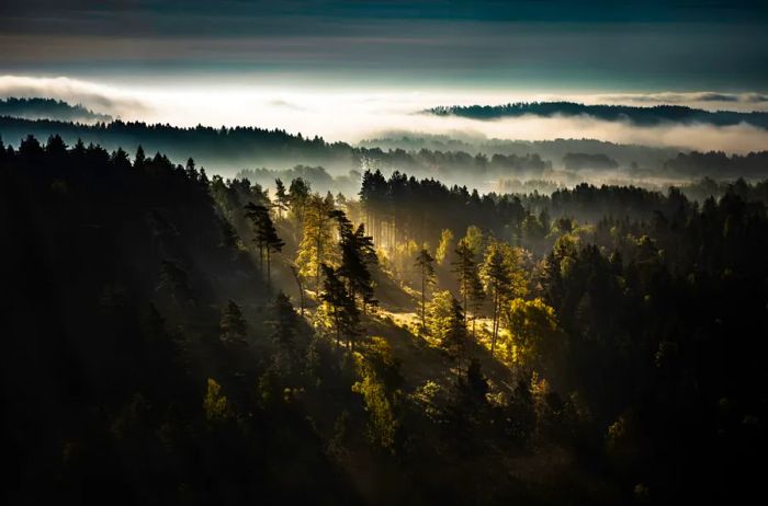 Mist drifting over undulating hills adorned with tall trees in Bokenäs, Klev, located in southern Sweden.