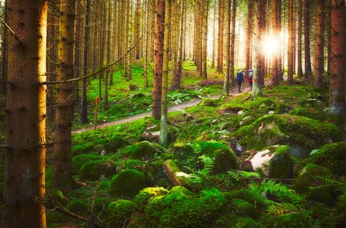 Enjoying forest bathing and hiking along the John Bauer trail in Småland, Sweden.